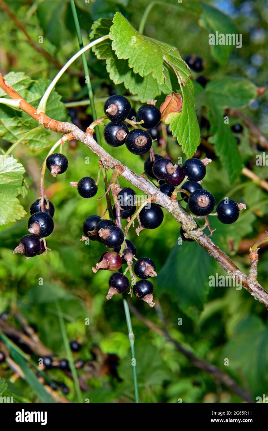 Cluster von glänzenden, schwarzen Beeren von schwarzer Johannisbeere auf einem Zweig mit grünem Laubhintergrund Stockfoto