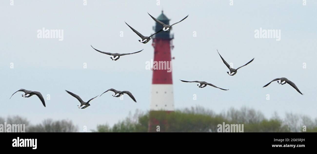 Pellworm, Deutschland. Mai 2021. Vögel fliegen vor einem Leuchtturm. Die grüne nordfriesische Insel führt im Vergleich zu ihren Schwestern Sylt, Amrum und Föhr ein eher schattiges Dasein. Kredit: Marcus Brandt/dpa/Alamy Live Nachrichten Stockfoto