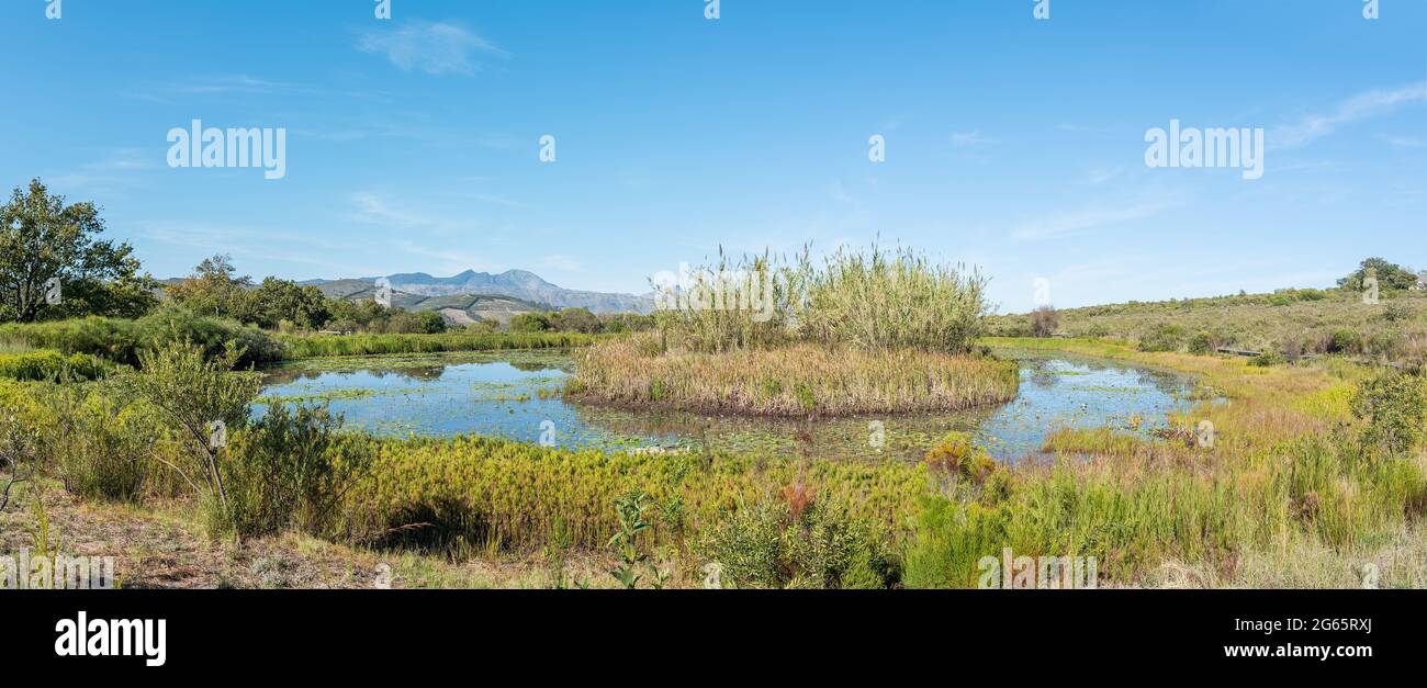 Panorama eines Teiches, mit einer Insel, im Helderberg Naturreservat bei Somerset West Stockfoto