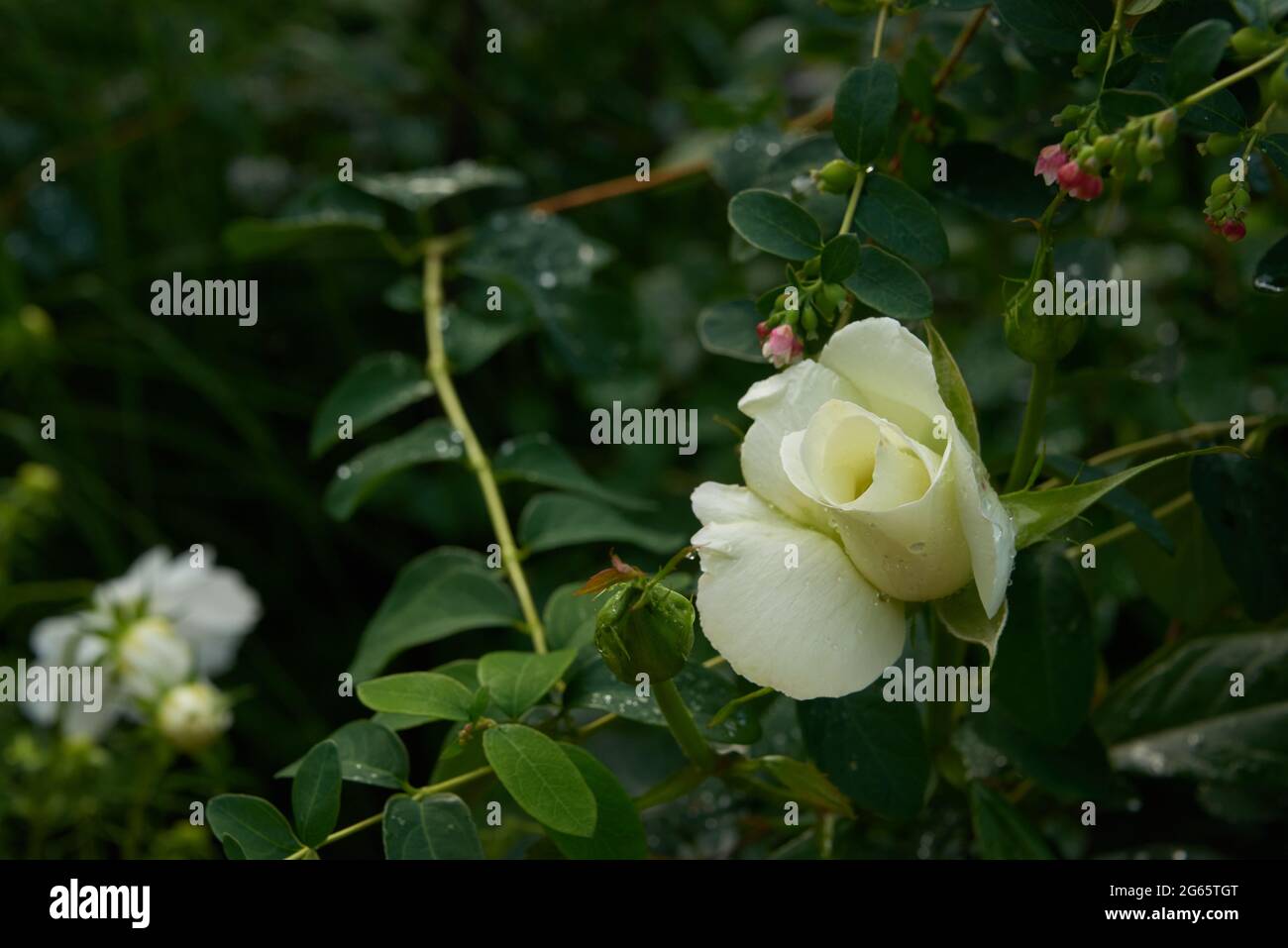 Britische Gartenwildblumen in einem Sommergarten-Setting. Wunderschöne Sommerfarben Stockfoto
