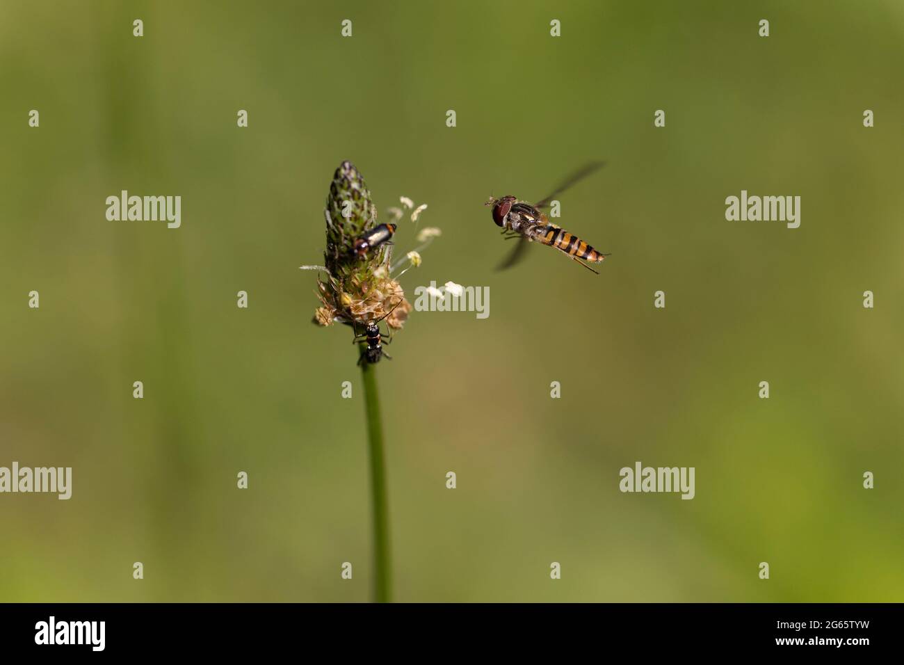 Marmalade Hoverfly Episyrphus balteatus fliegend oder auf Blume zu suchen Stockfoto