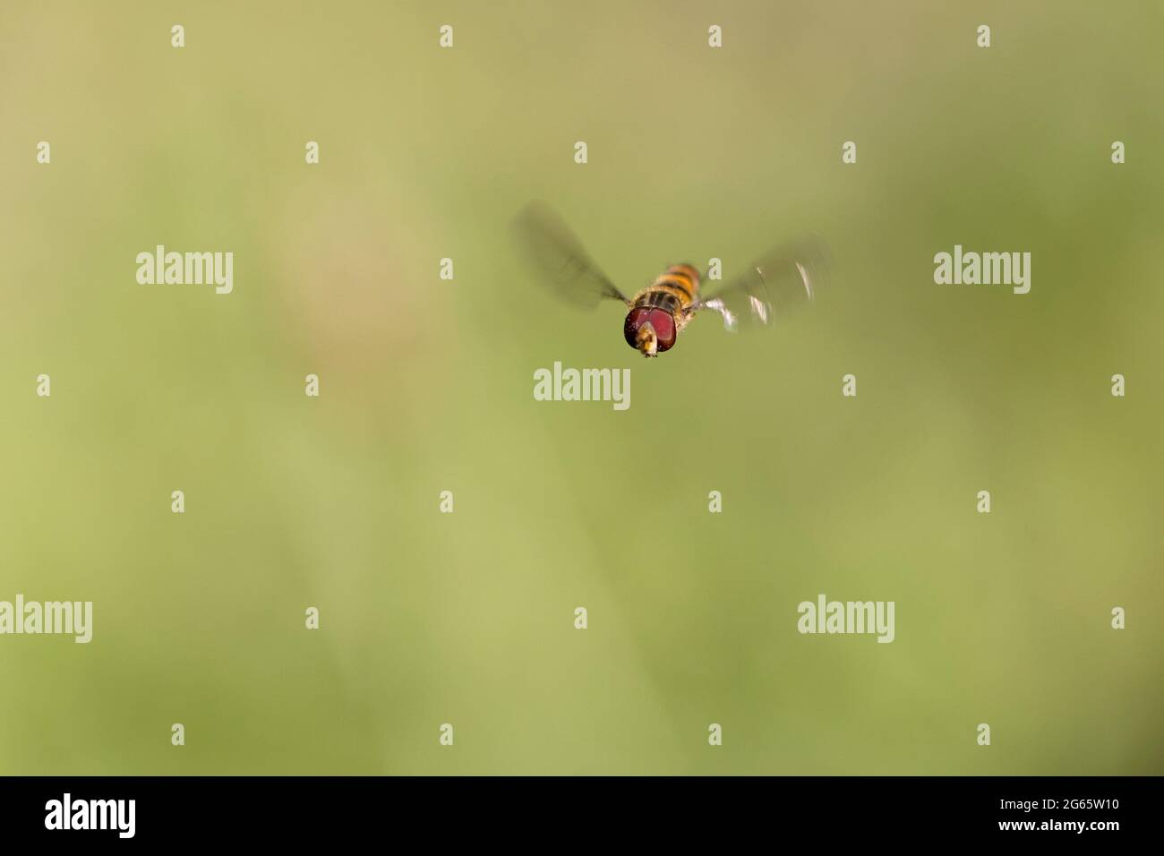 Marmalade Hoverfly Episyrphus balteatus fliegend oder auf Blume zu suchen Stockfoto