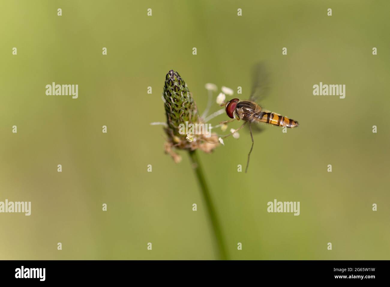 Marmalade Hoverfly Episyrphus balteatus fliegend oder auf Blume zu suchen Stockfoto