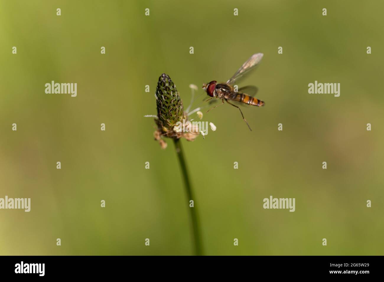 Marmalade Hoverfly Episyrphus balteatus fliegend oder auf Blume zu suchen Stockfoto