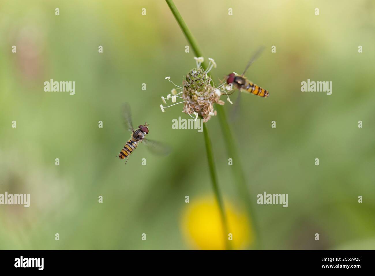 Marmalade Hoverfly Episyrphus balteatus fliegend oder auf Blume zu suchen Stockfoto