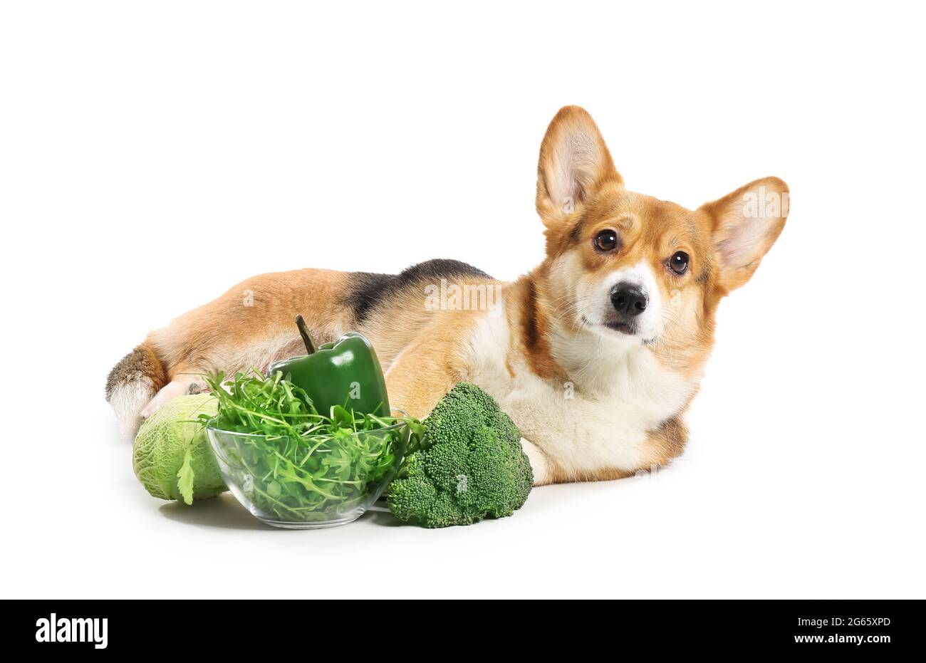 Niedlicher Corgi Hund mit Gemüse auf weißem Hintergrund Stockfoto