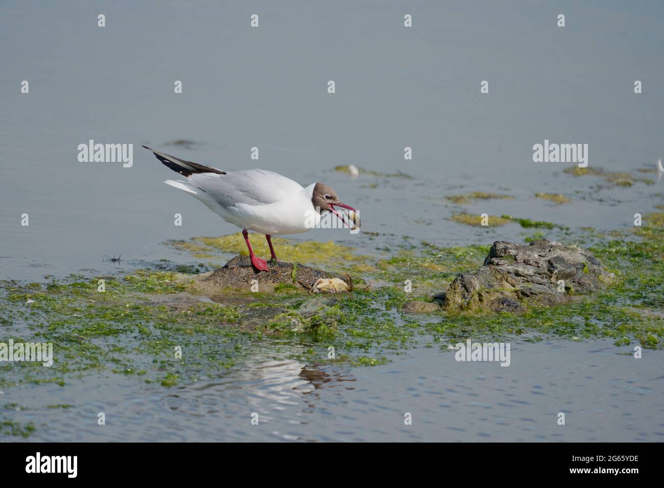 Schwarzkopfmöwe, Chroicocephalus ridibundus, einzelne fressende Krabbe, Juni 2021 Stockfoto