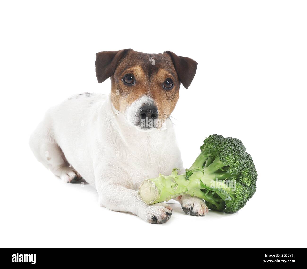 Netter Hund mit Brokkoli auf weißem Hintergrund Stockfotografie - Alamy
