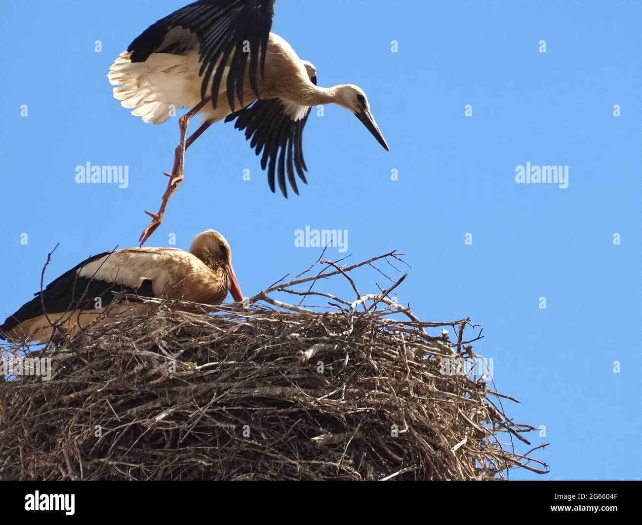 Weißstorchfamilie in ihrem Nest mit blauem Himmel Stockfoto