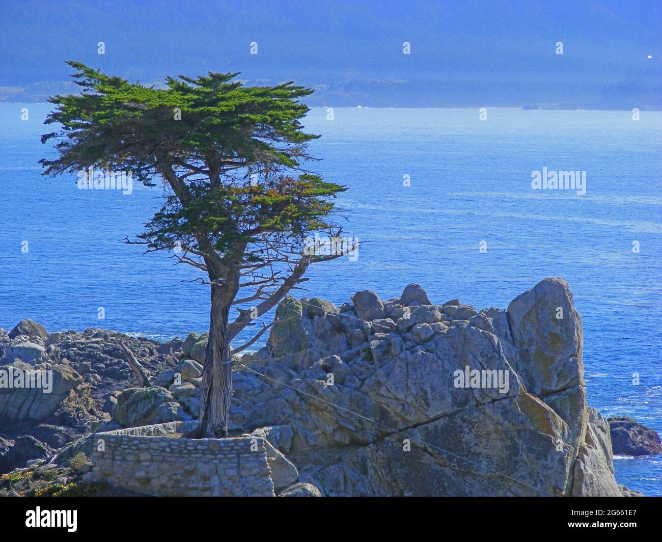 Lone Cypress Tree at Pebble Beach aufgenommen 2008, Kalifornien, USA Stockfoto