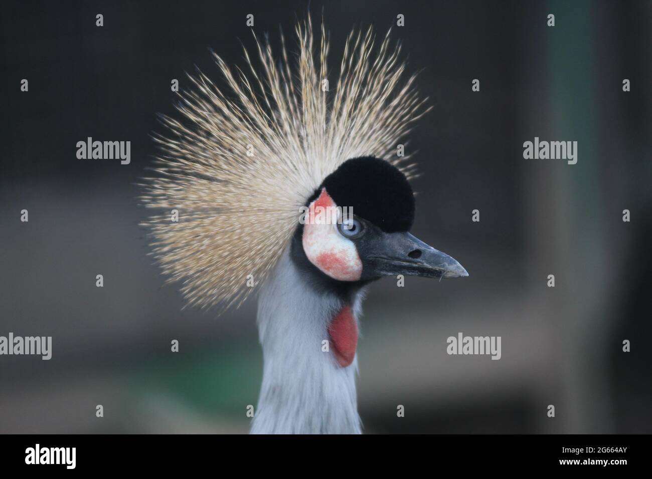 Eine Nahaufnahme eines Vogels Stockfoto