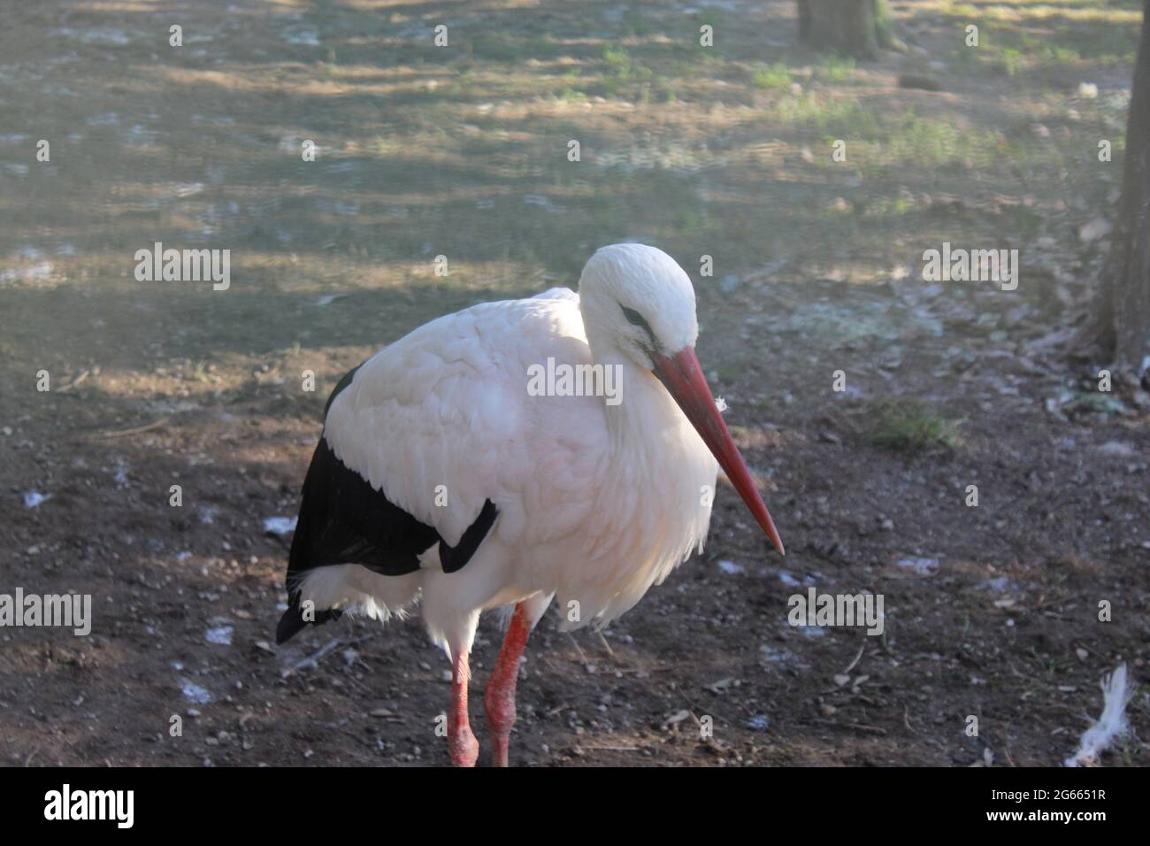 Ein Vogel, der neben einem Gewässer steht Stockfoto