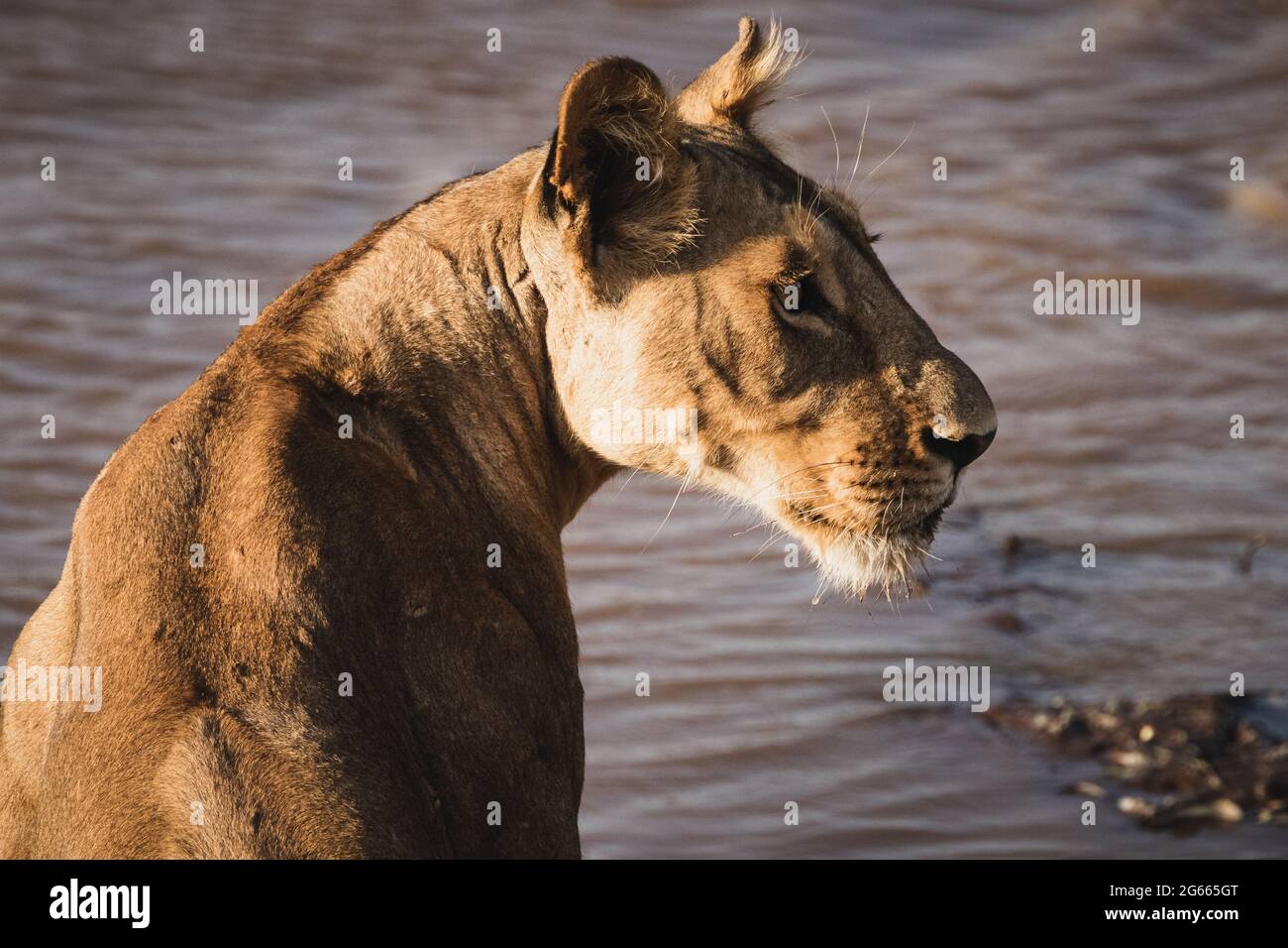 Wilde Tiere - Löwin trinkt am Fluss - Samburu National Reserve, Nordkenia Stockfoto