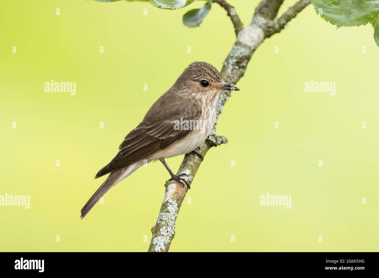 Gefleckter Flycatcher auf einem Apfelbaum Stockfoto