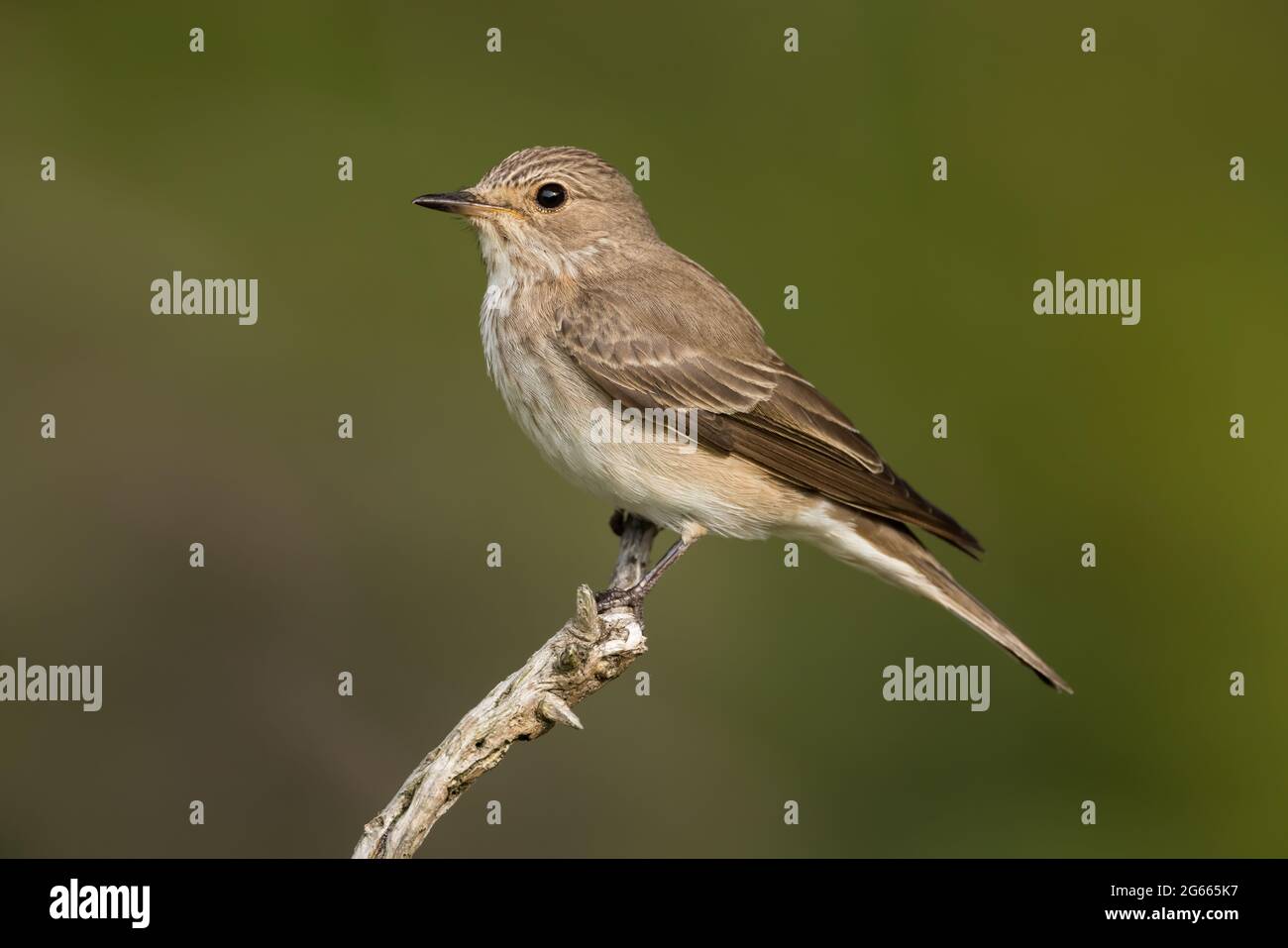 Gefleckter Fliegenfänger auf einem alten Gorse-Zweig Stockfoto
