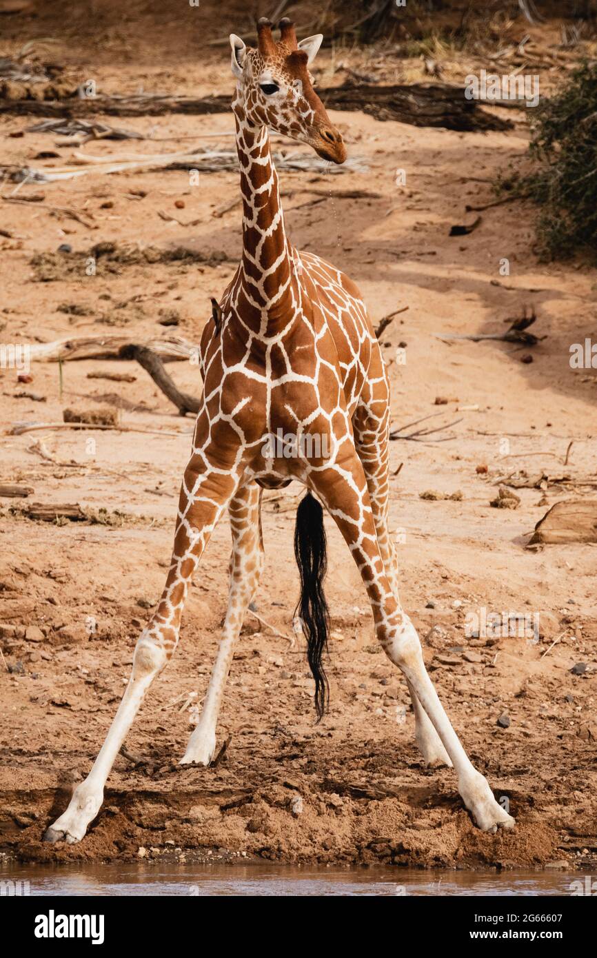 Tiere in freier Wildbahn - Retikulierte Giraffe - Samburu National Reserve, Nord-Kenia Stockfoto