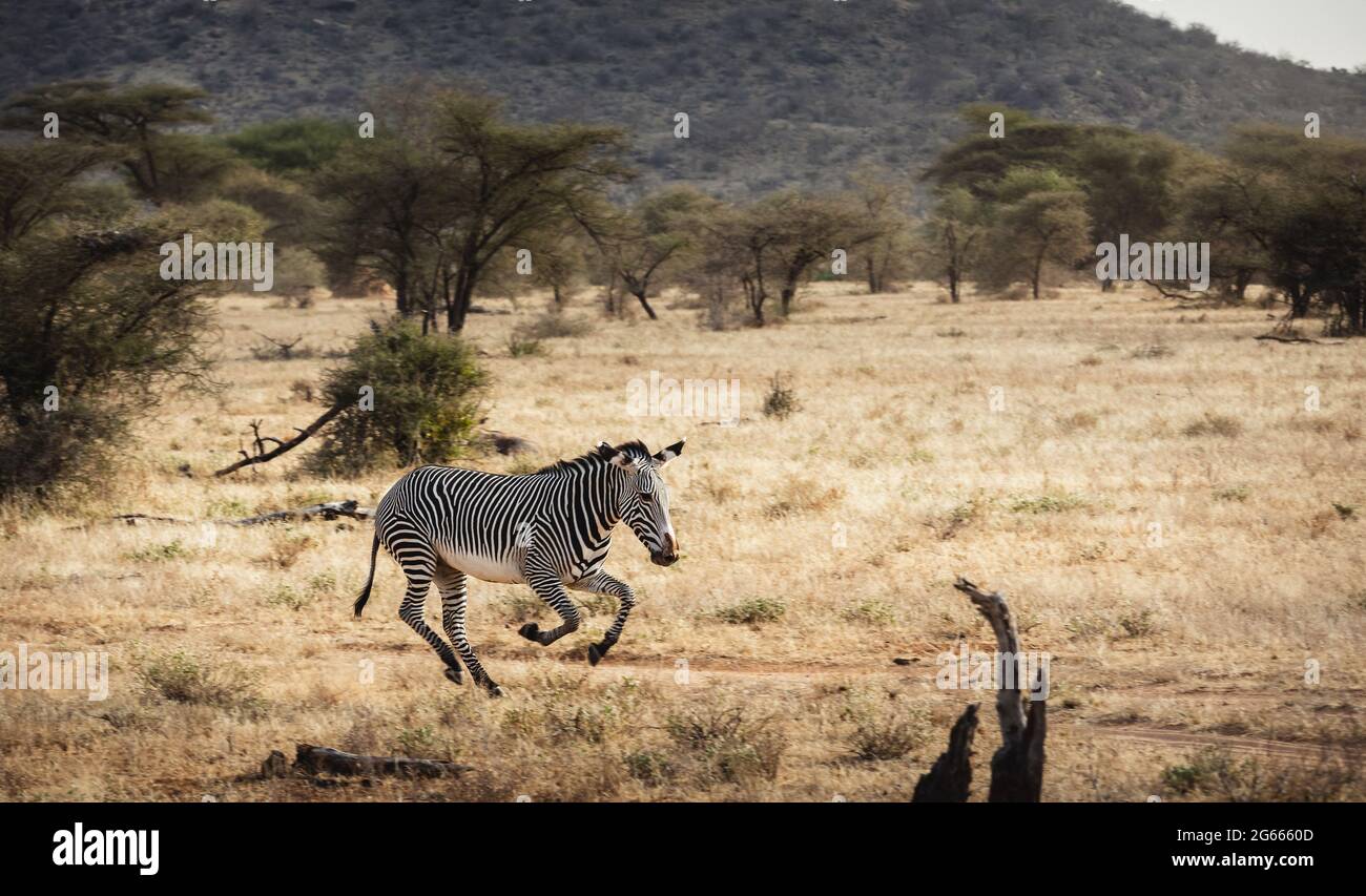 Tiere in freier Wildbahn - das Zebra von Grévy läuft im Samburu National Reserve, Nordkenia Stockfoto