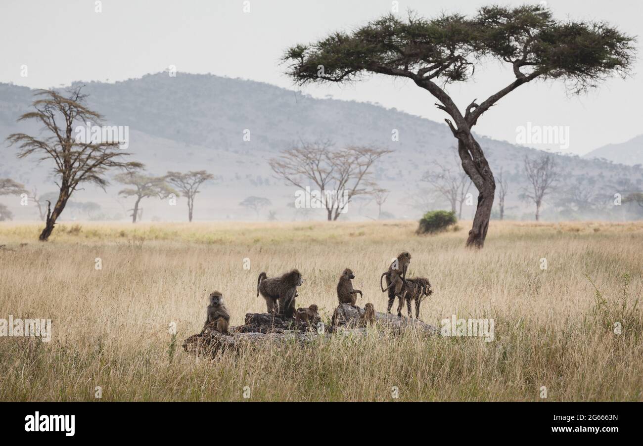 Tiere in freier Wildbahn - Gruppe von Pavianen in der Serengeti-Ebene, Tansania Stockfoto