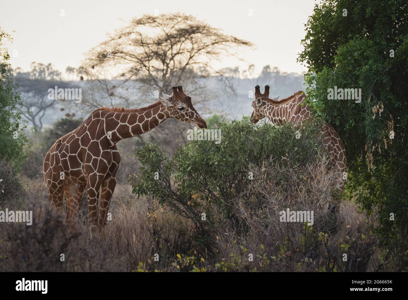 Tiere in freier Wildbahn - Retikulierte Giraffe - Samburu National Reserve, Nord-Kenia Stockfoto