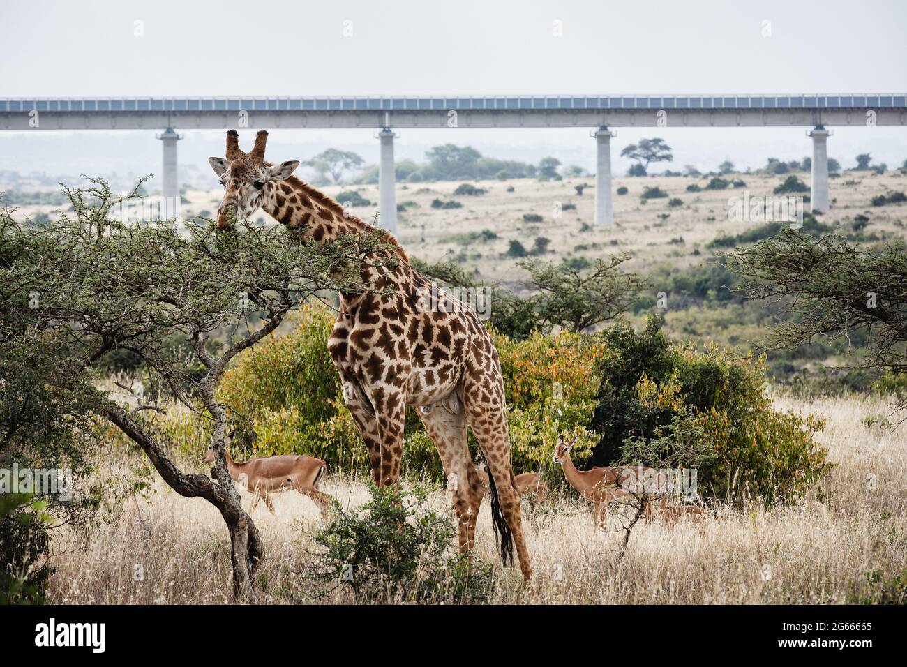 Tiere in freier Wildbahn - Giraffe im Nairobi National Park, Kenia Stockfoto