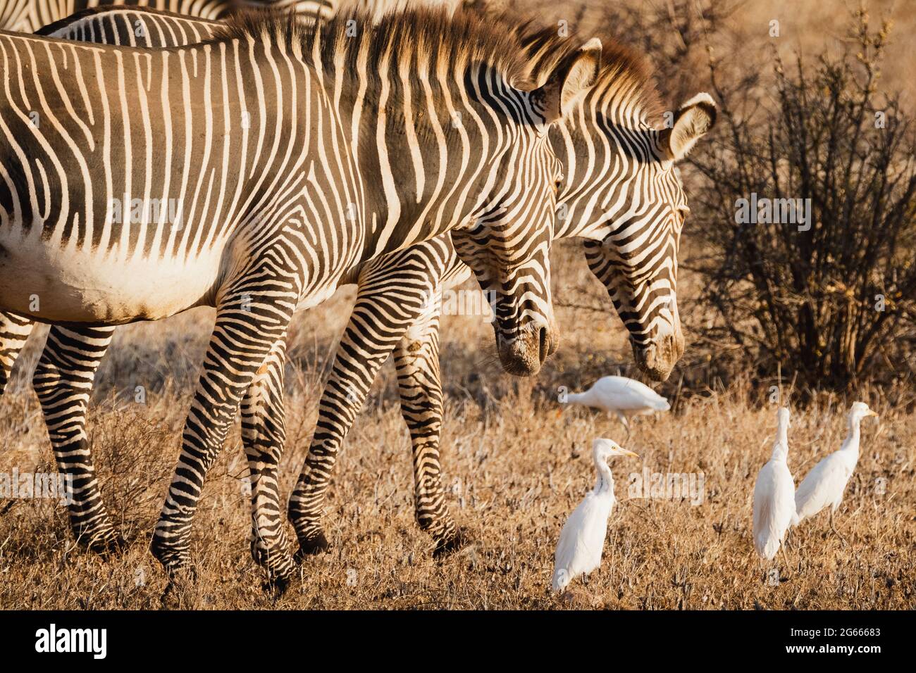 Gruppe von Grevy-Zebras im Samburu-Nationalreservat, Nordkenia Stockfoto