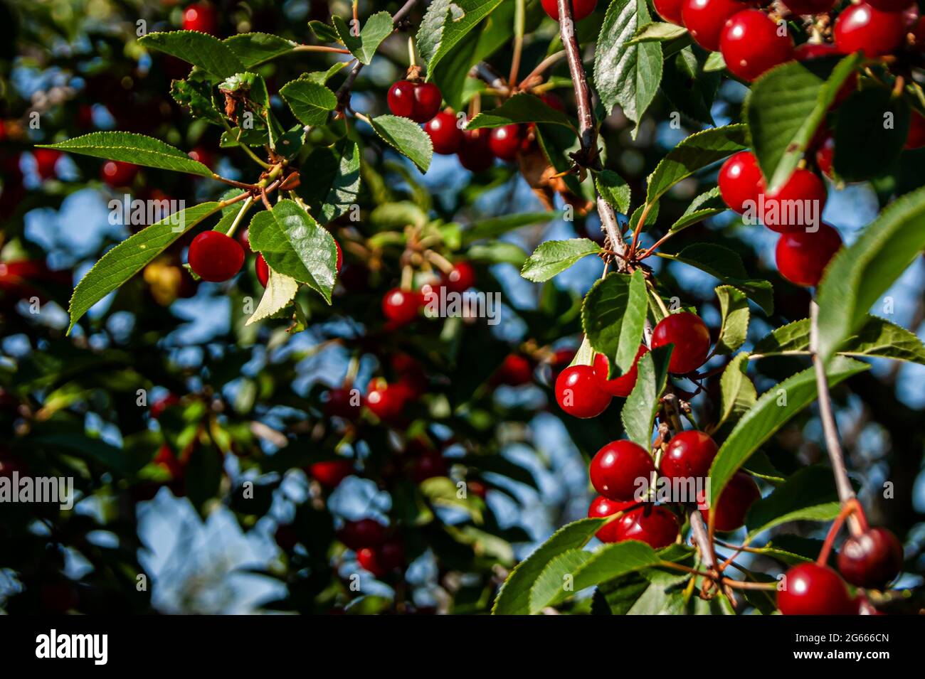 Rote, reiche Kirschen auf einem Zweig. Sehr lecker und reif. Die Vielfalt von Cherry Morel. Kirschbäume in der Natur. Stockfoto