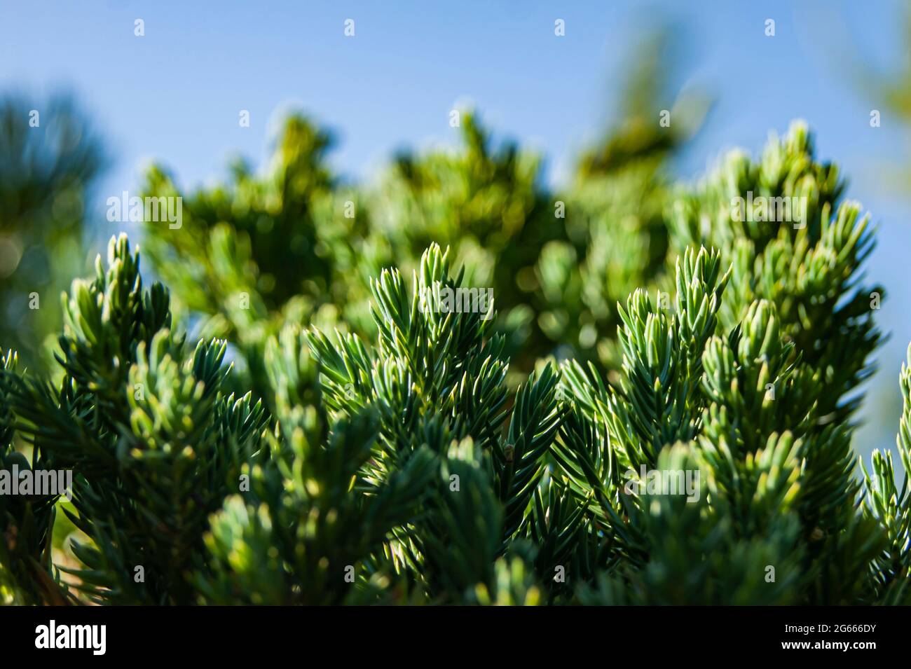 Grüne kleine Nadeln. Die Zweige eines Baumes. Natürlicher Hintergrund. Die Textur der Fichte. Stockfoto