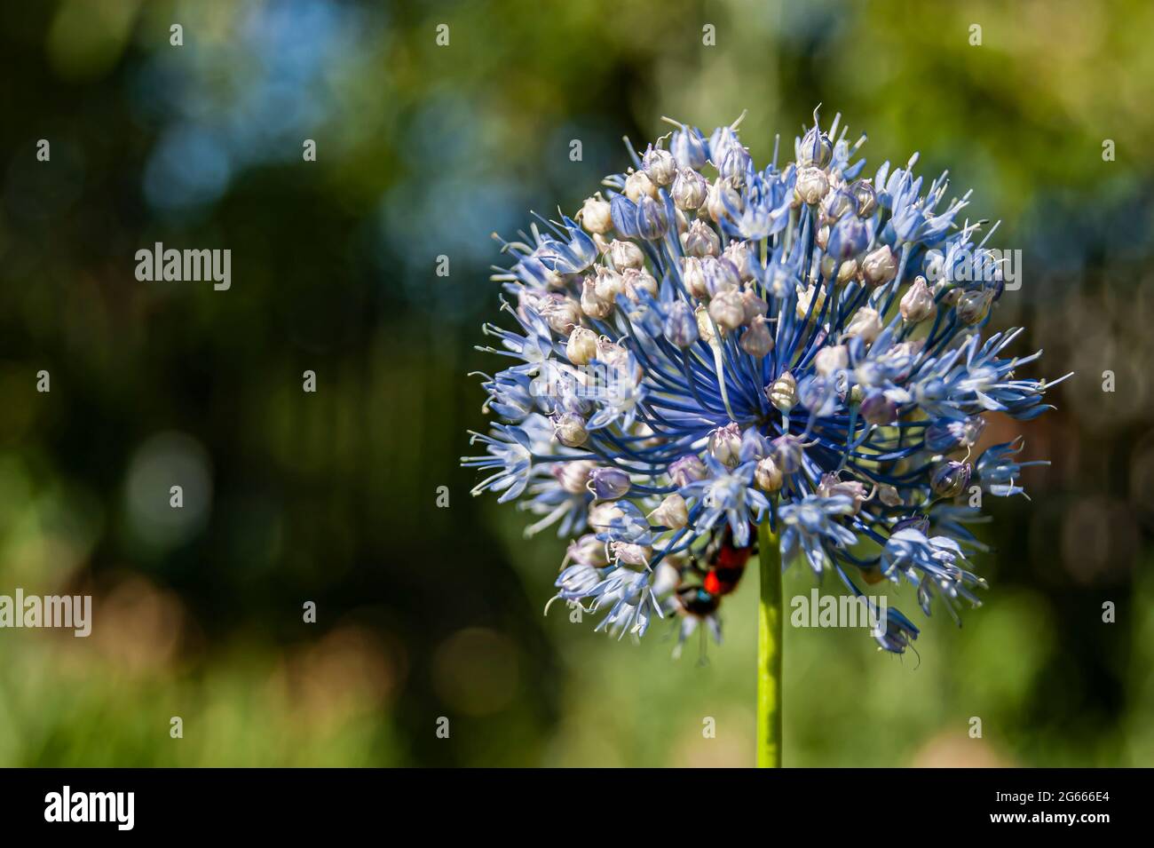 Knoblauchsamen, die Knoblauchblüte. Bouquet von Knoblauchkörnern. Zukünftige Ernte. Kleine Samen. Stockfoto