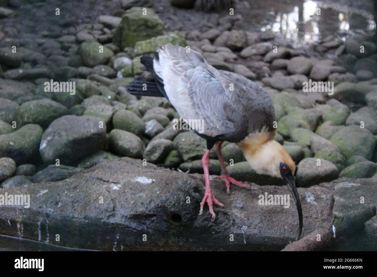 Ein Vogel steht auf einem Felsen Stockfoto