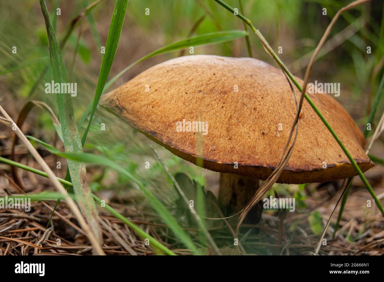 Essbarer Pilzboletus. Sehr schmackhafter Pilz im Wald. Natürliche Ressourcen. Atemberaubende Natur. Stockfoto