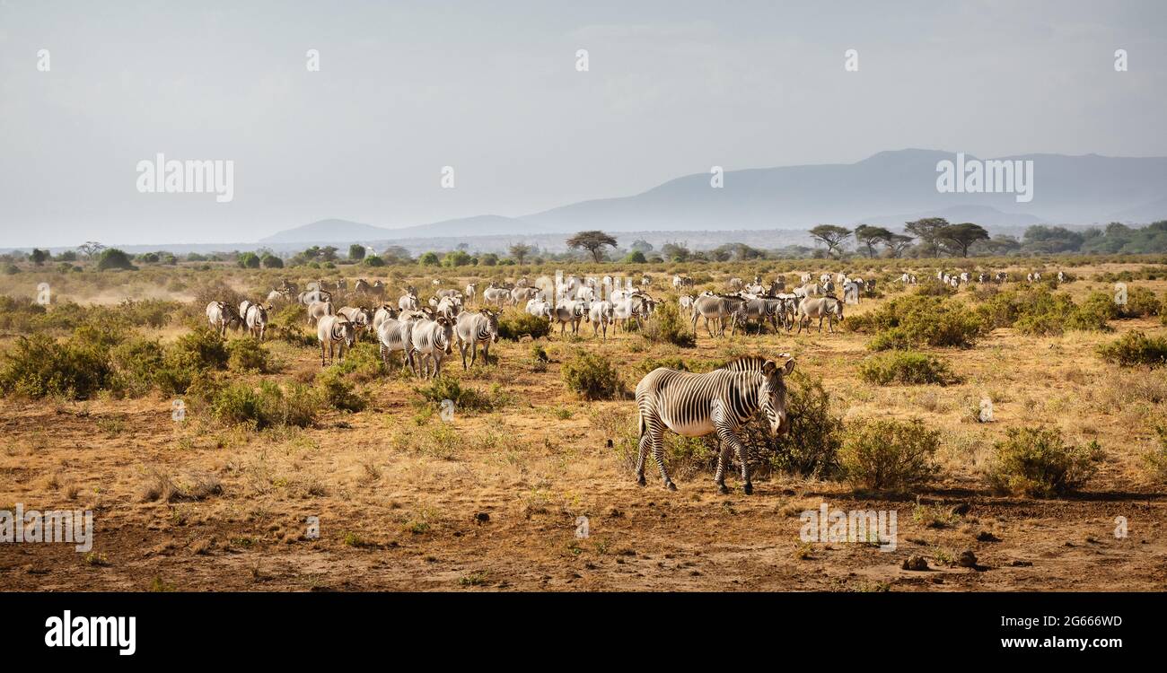 Gruppe von Grevy-Zebras im Samburu-Nationalreservat, Nordkenia Stockfoto