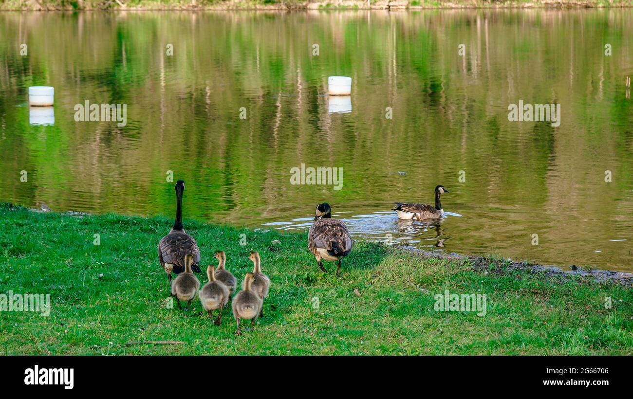 Eine Gruppe von Gänsen folgt den Eltern in den See in Eureka Springs, Arkansas Stockfoto
