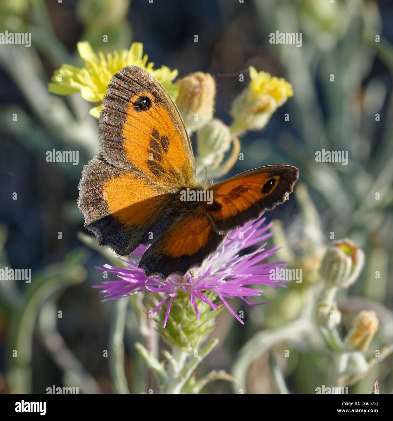 Südliche Torhüterin (Pyronia cecilia) auf einer Blume Stockfoto