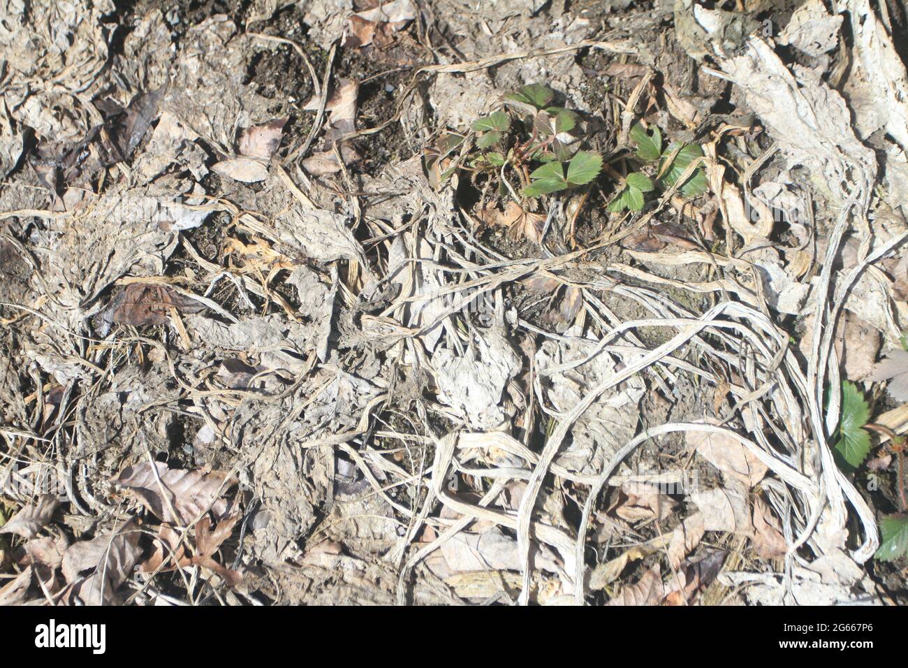 Abgestorbene Blätter und Pflanzen auf dem Boden im Winter. Stockfoto