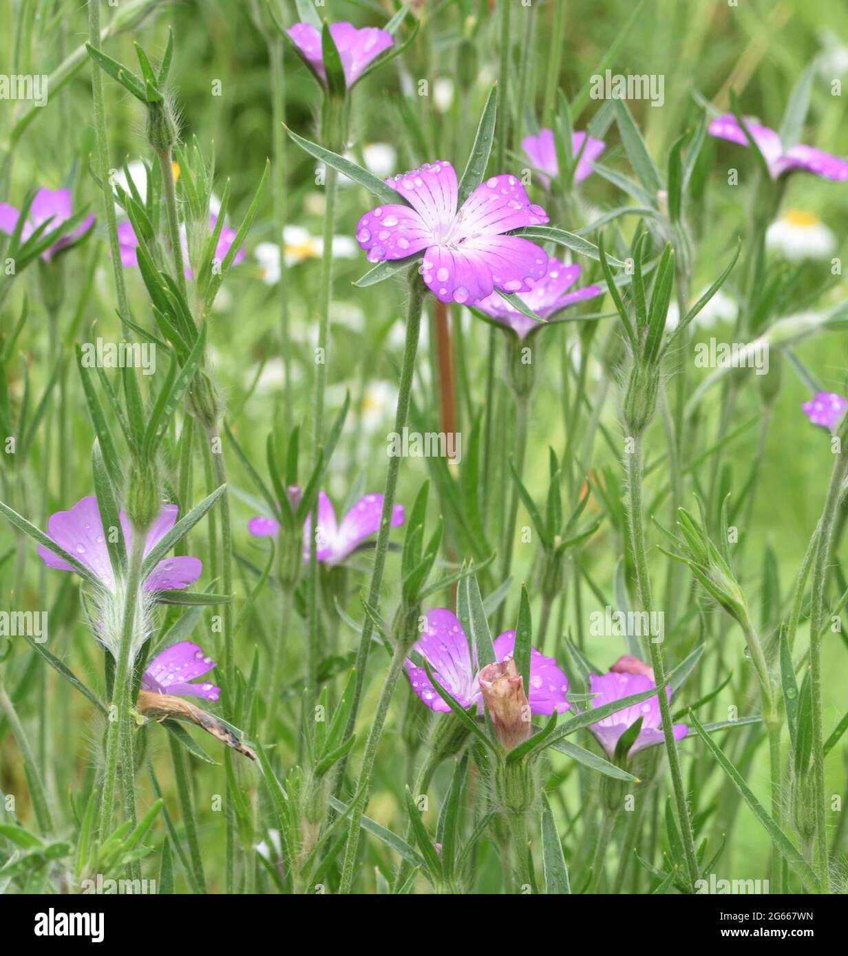 Die fünfblättrigen rosa Blüten der Maismuschel (Agrostemma githago) mit ihren markanten, lang spitzen Kelchblättern Stockfoto