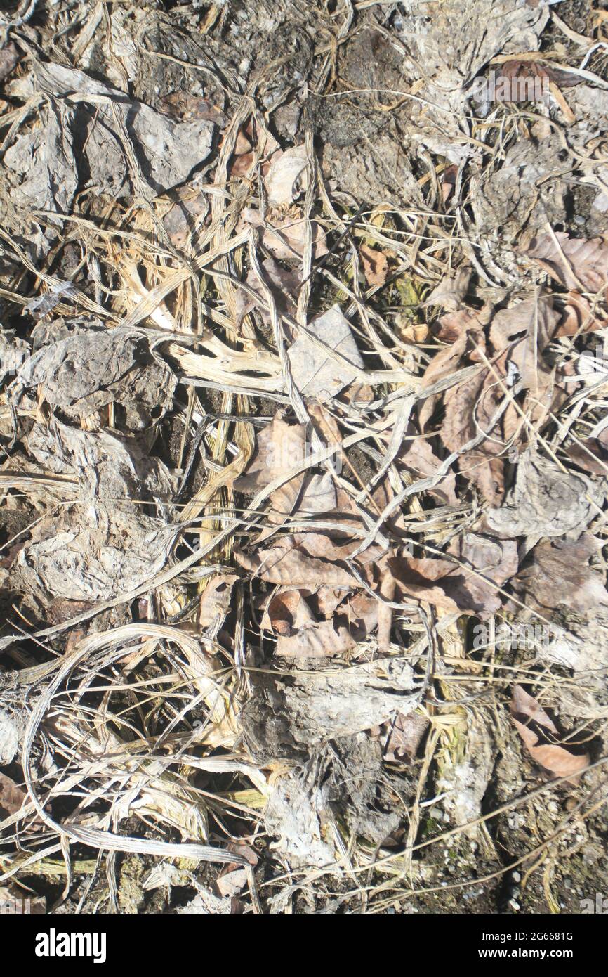 Abgestorbene Blätter und Pflanzen im Winter im Garten. Stockfoto