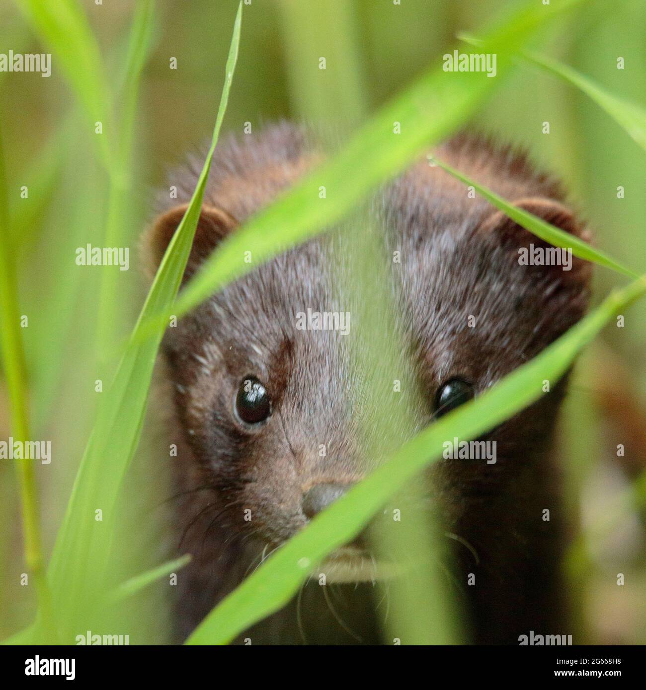 Amerikanischer Nerz Stockfoto