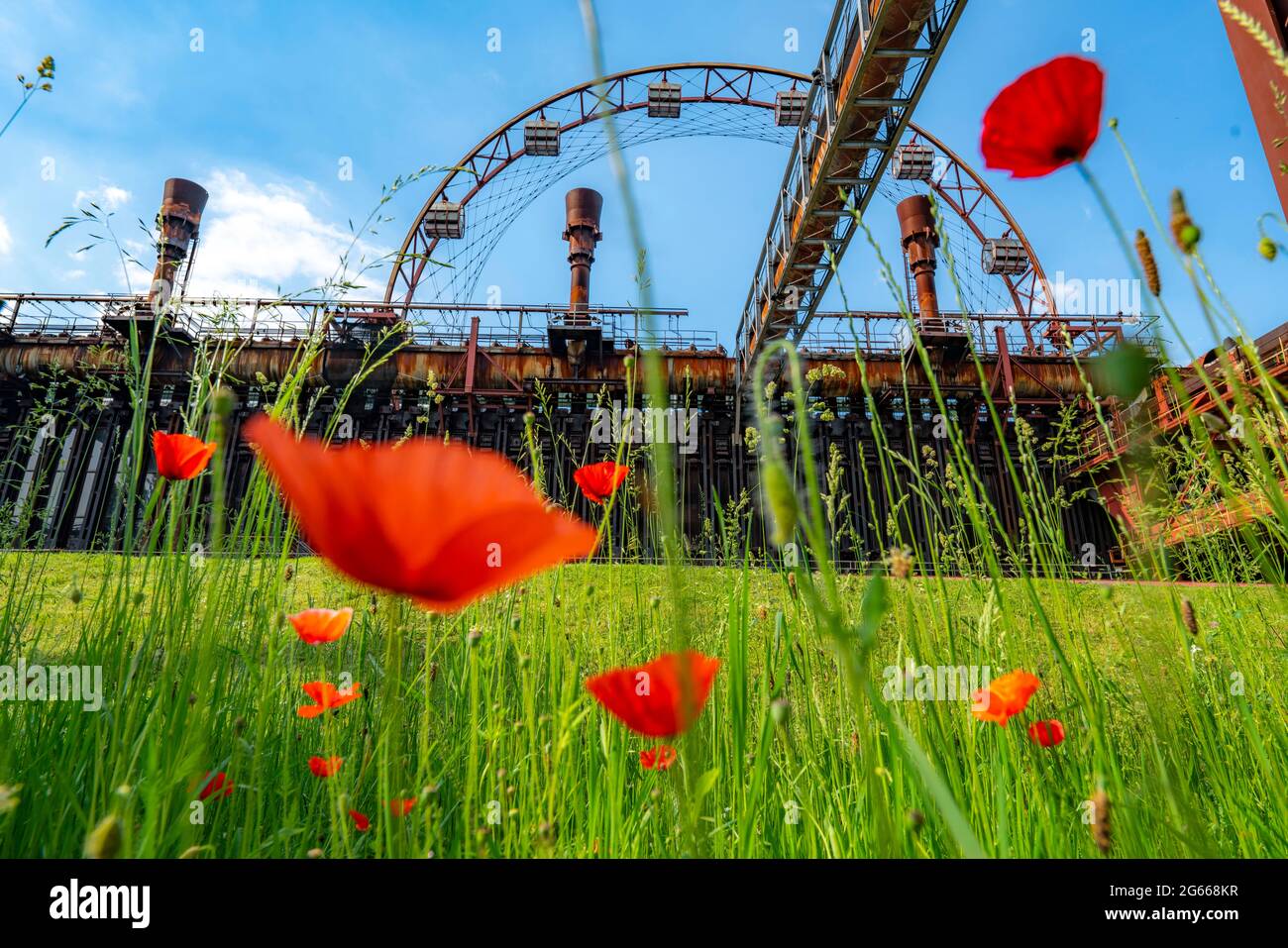 Zeche Zollverein Weltkulturerbe, Kokerei Zollverein, bunte Blumenwiese, Mohnblumen, Sonnenrad, Essen NRW, Deutschland, Stockfoto