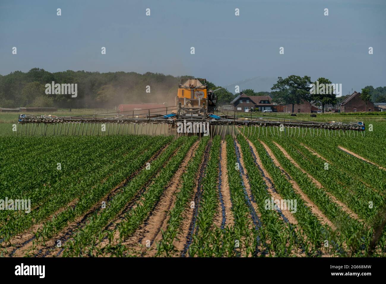 Ein Maisfeld, mit Jungpflanzen, wird mit Gülle befruchtet, Dünger selbstfahrend, bei Geldern, NRW, Deutschland, Stockfoto