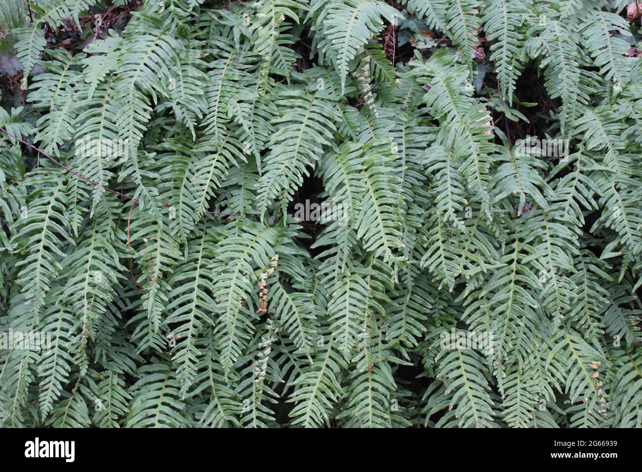 Eine grüne Pflanze in einem Wald Stockfoto