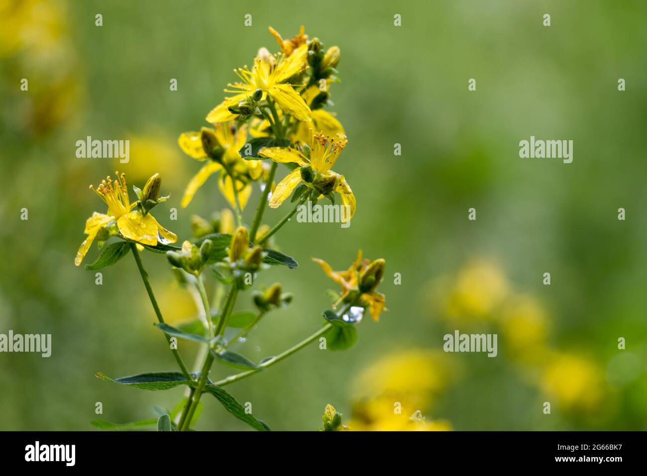 Im Sommer blühende Johanniskraut (Hypericum maculatum Crantz) Stockfoto