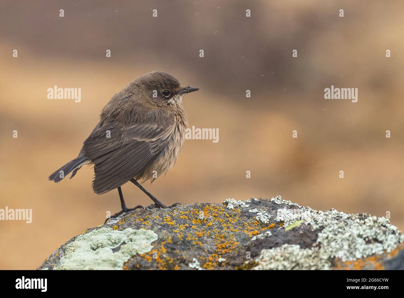 Moorland Chat - Pinarochroa sordida, kleiner brauner Barschvogel aus afrikanischen Hügeln und Bergen, Bale Mountains, Äthiopien. Stockfoto