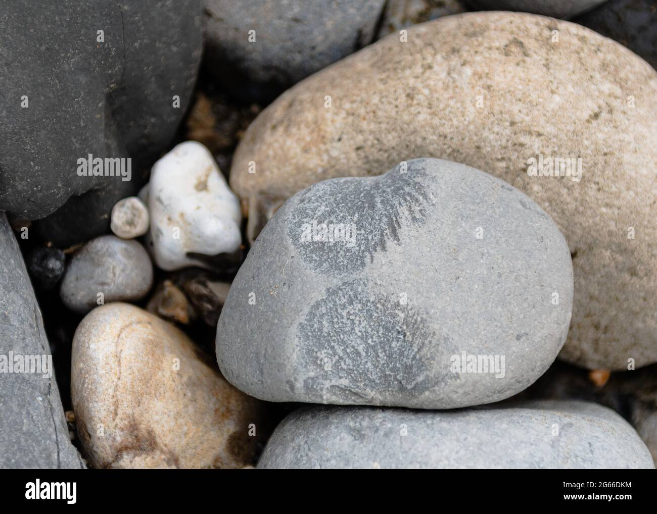 Fossilien am Strand von Lyme Regis, Dorset, England Stockfoto