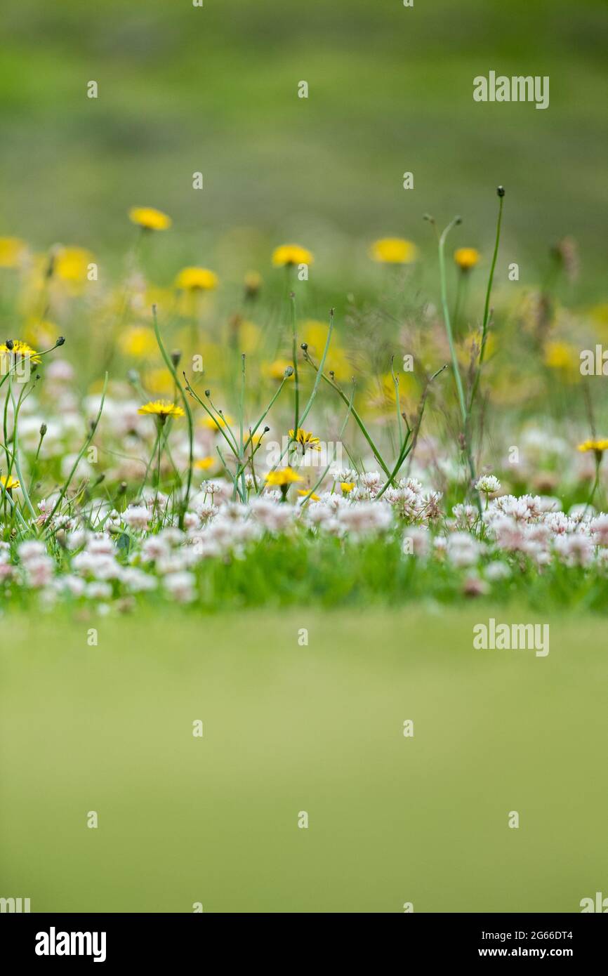 Smooth Hawk's-Beard - Crepis capillaris und Wild White Clover Trifolium repens. Stockfoto