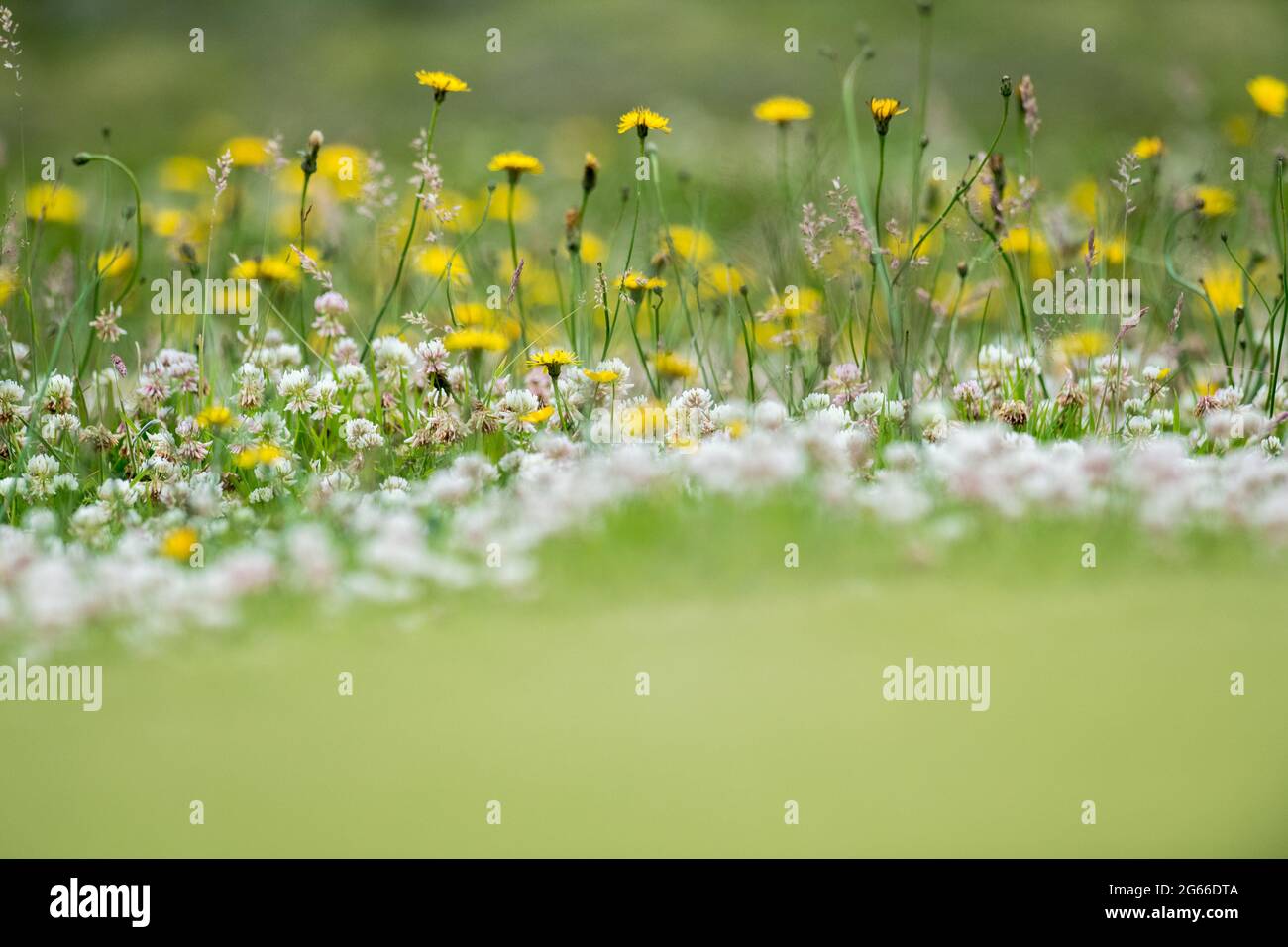 Smooth Hawk's-Beard - Crepis capillaris und Wild White Clover Trifolium repens. Stockfoto
