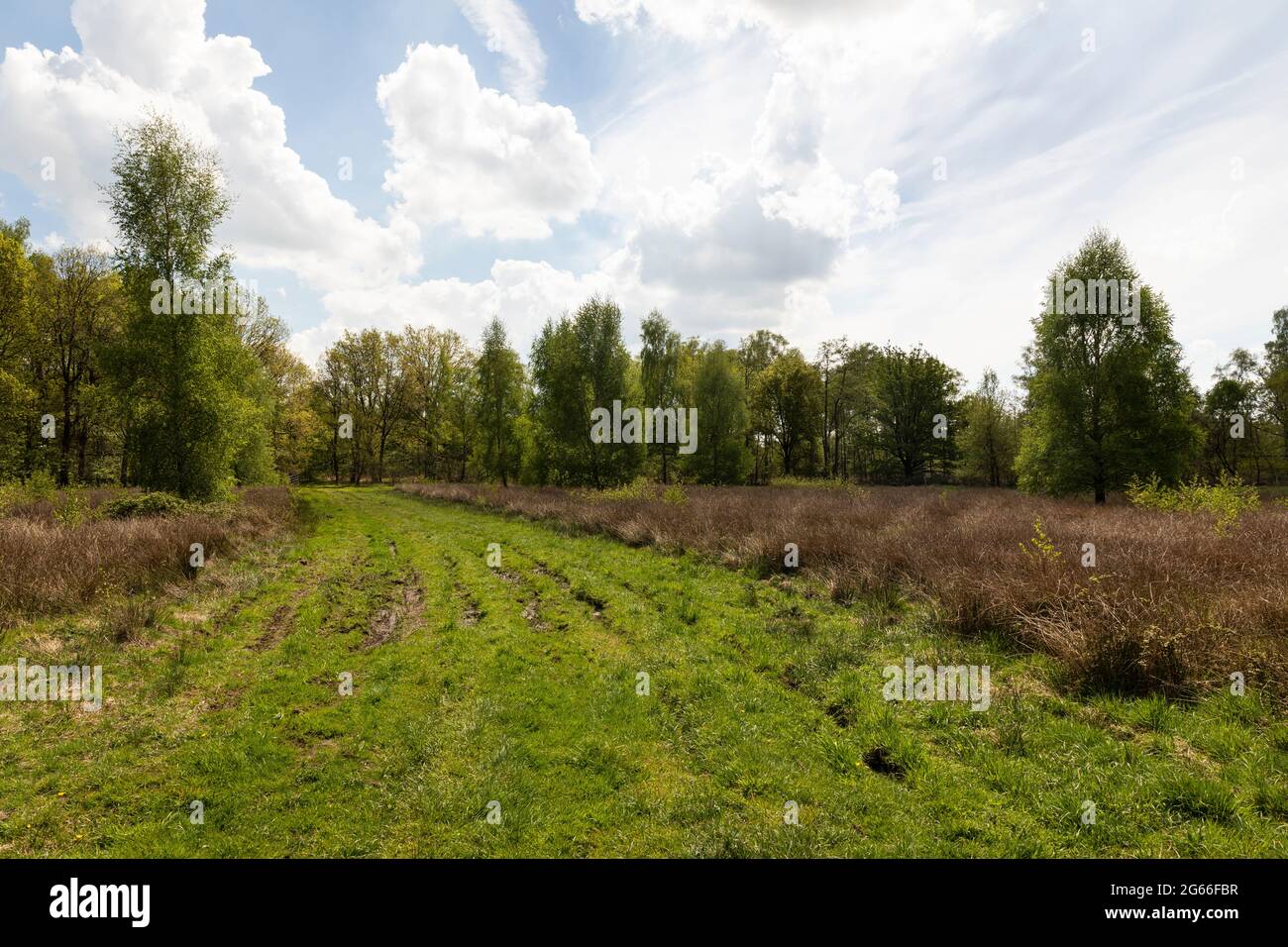 Torfgebiet De Peel, holländische Landschaft in den Niederlanden im Frühling mit schönem grünen Gras, Heidekraut, Bäumen und Grün an einem bewölkten Tag und einem Bl Stockfoto
