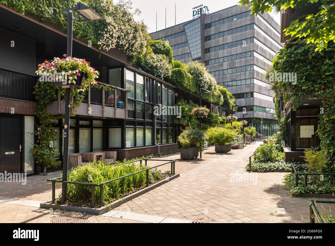 Eindhoven, Niederlande 18. Juni 2021. Straße mit grüner Natur im Zentrum der Stadt mit Pflanzen, Grün, Blumen und bewachsenen Häusern, sto Stockfoto