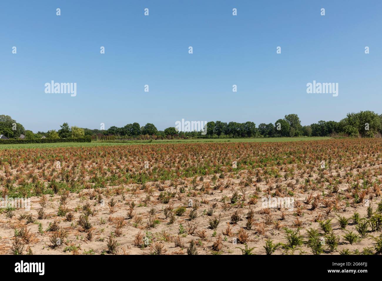 Ackerland mit grünen und braunen getrockneten Kulturen auf dem Land in einer ländlichen Gegend Eersel, Brabant, die Niederländer an einem sonnigen Tag im Sommer schaffen ein Stockfoto