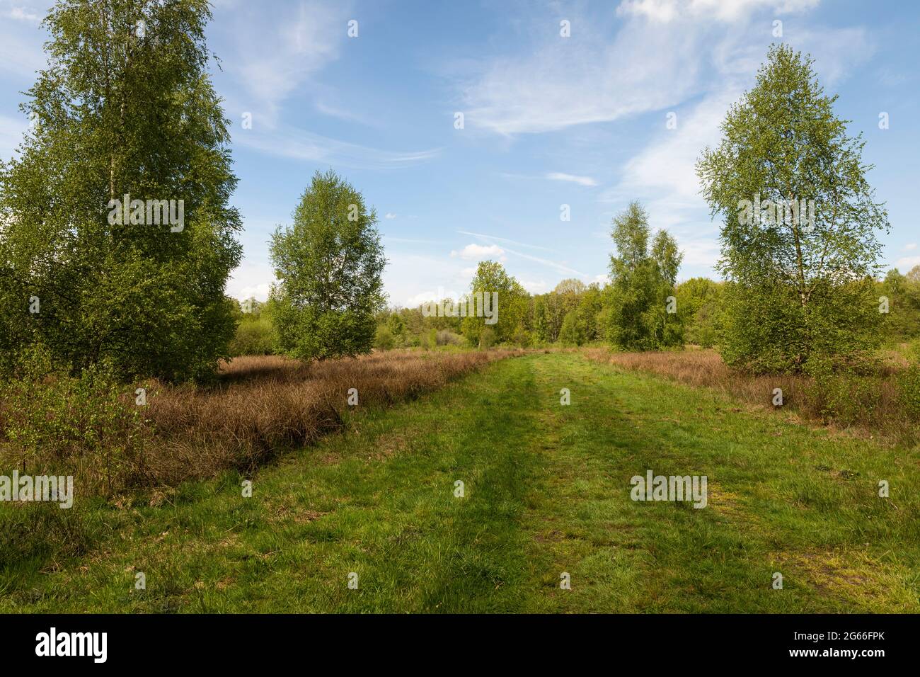Torfgebiet De Peel, holländische Landschaft in den Niederlanden im Frühling mit schönem grünen Gras, Heidekraut, Bäumen und Grün an sonnigen Tagen und einem blauen Stockfoto