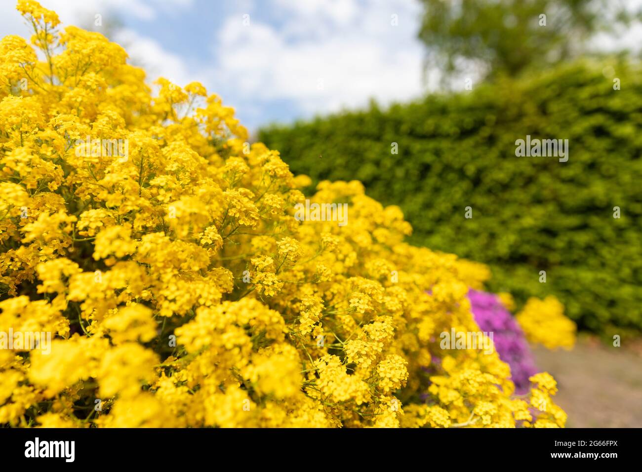 Goldene Aurinia saxatilis blüht mit vielen kleinen Blütenblättern, die wunderschön in einem Garten im Hinterhof blühen, umgeben von Grün an einem sonnigen Tag während des Spri Stockfoto